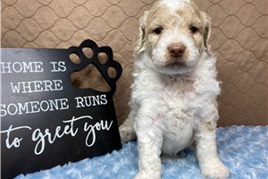 Banner - Aussiedoodle for sale