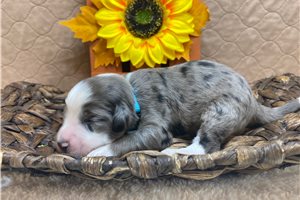 Axel - Aussiedoodle for sale