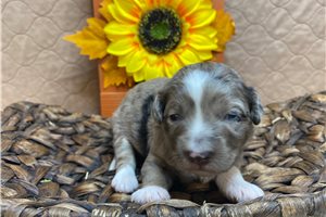 Annalise - Aussiedoodle for sale
