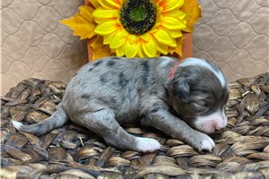 Amber - Aussiedoodle for sale