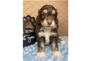 Critter - Aussiedoodle for sale