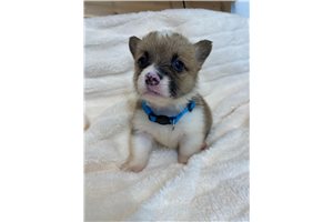 Lynn - Corgi, Pembroke Welsh for sale