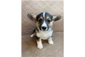 Caley - Corgi, Pembroke Welsh for sale