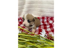 Lee - Corgi, Pembroke Welsh for sale