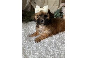 Laney - Poodle, Toy for sale