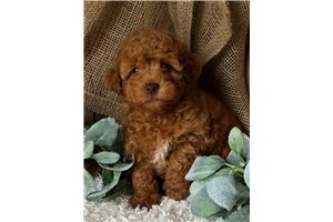 Ripple - Poodle, Toy for sale
