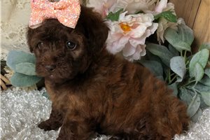 Penny - Poodle, Toy for sale