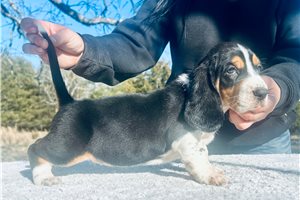 Tulla - puppy for sale