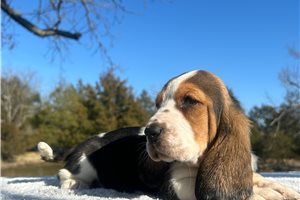 Marilyn - puppy for sale