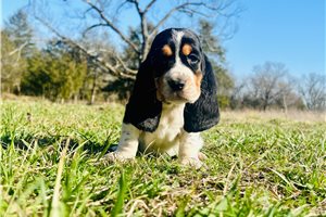 Tiana - puppy for sale