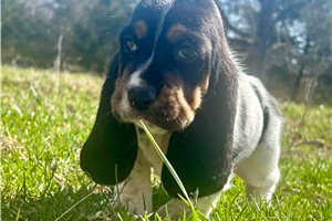 Silas - puppy for sale