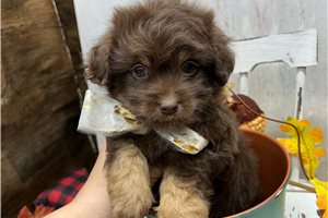 Blazer - Cockapoo for sale