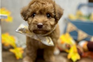 Bleven - Cockapoo for sale