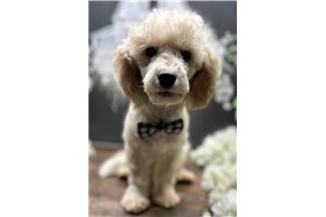 Lundie - Cockapoo for sale