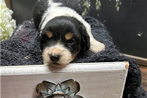 Tasmanian - Mini Dachshund for sale