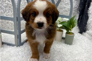 Cedar - Mixed/Other for sale