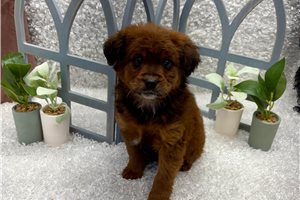 Corine - Mixed/Other for sale