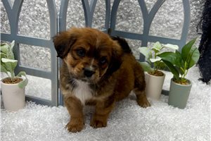 Chicago - Mixed/Other for sale