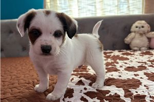 Spot - puppy for sale