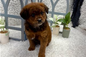 Corine - Mixed/Other for sale