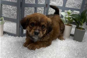 Chicago - Mixed/Other for sale