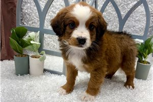 Cedar - Mixed/Other for sale