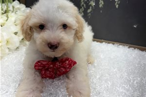 Toto - Poodle, Miniature for sale