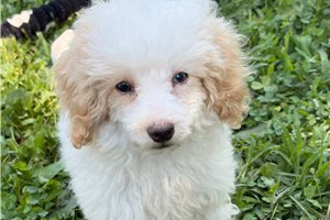 Toto - Poodle, Miniature for sale