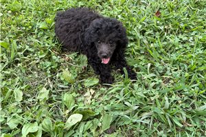 Tracker - Poodle, Miniature for sale