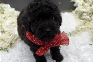 Tracker - puppy for sale