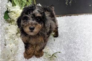 Trudy - Poodle, Miniature for sale
