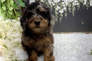 Trudy - puppy for sale