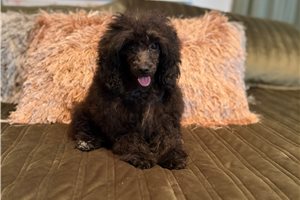 Tracker - puppy for sale