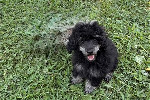 Traeger - Poodle, Toy for sale