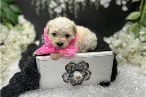 Sunny - Toy Poodle for sale
