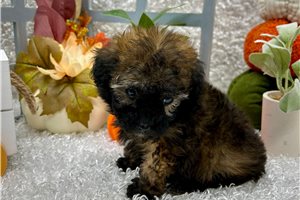 Dash - Poodle, Toy for sale