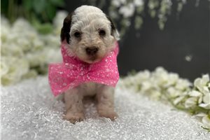 Susie - Poodle, Toy for sale