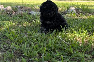 Traeger - Poodle, Toy for sale