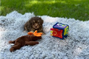 Sammy - Toy Poodle for sale