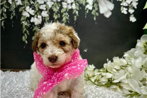 Serena - Poodle, Toy for sale