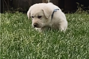 Casper - Labrador Retriever for sale