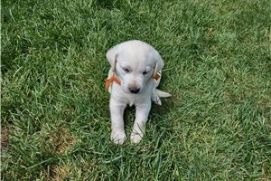 Tiny - Labrador Retriever for sale