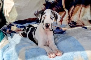 Skipper - puppy for sale