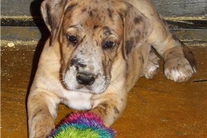 Atlee - Great Dane for sale