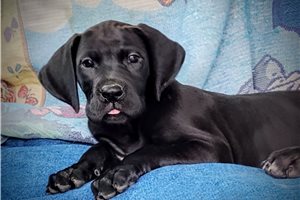 Chanel - Great Dane for sale