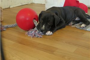 Tanner - Great Dane for sale