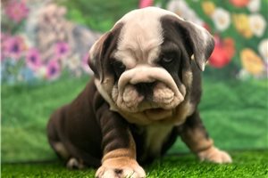Connie - English Bulldog for sale