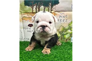 Citrine - puppy for sale