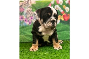 Colleen - English Bulldog for sale