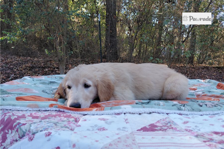 Lugus - Golden Retriever for sale